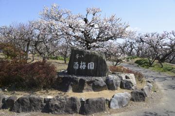 安八百梅園の写真