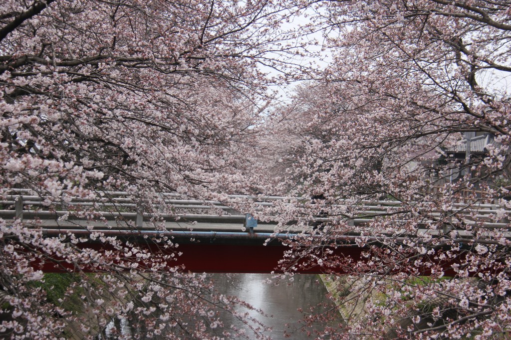 中須川のさくらの写真