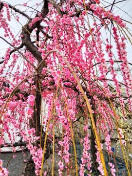 梅の花